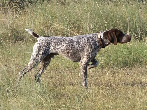 German Shorthaired Pointer wallpaper | 1600x1200 | #13228