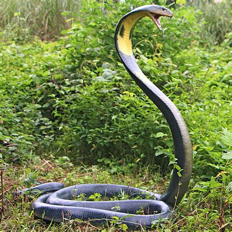 Design Toscano King Cobra Life-Size Snake Statue & Reviews | Wayfair