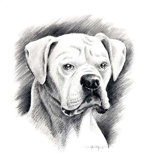 Boxer Dog Drawing | Animal drawings, White boxer dogs, Dog drawing