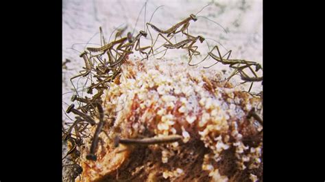 Praying Mantis Hatching from Egg Sac! - YouTube