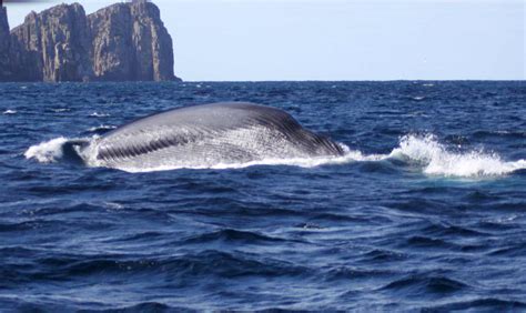 Blue Whale sighting | Wild Ocean Tasmania