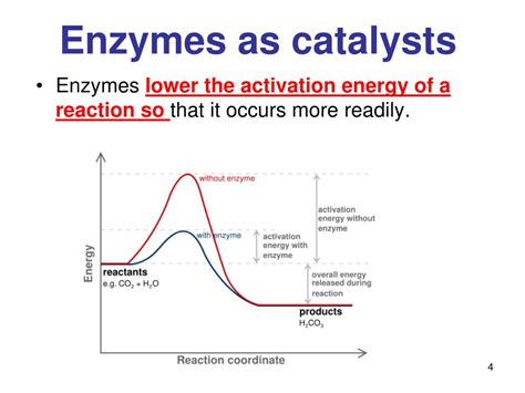 Enzyme The Catalyst