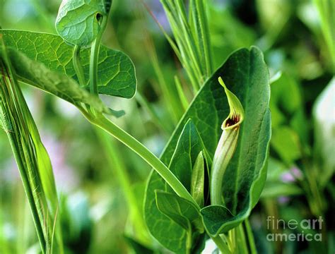 Snakeroot Plant Photograph by Vaughan Fleming/science Photo Library ...