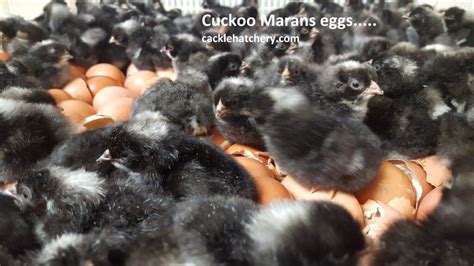 Cuckoo Marans Fertile Hatching Eggs for Sale - Fresh/Fertile Eggs | Cackle Hatchery®