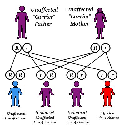 Recessive gene | Psychology Wiki | FANDOM powered by Wikia