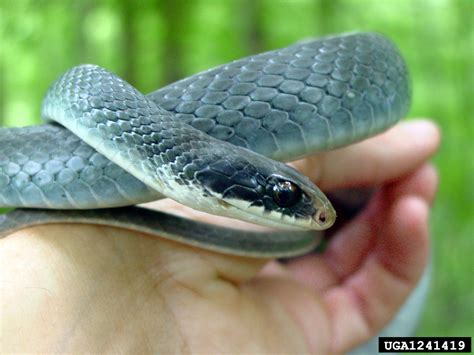 buttermilk racer (Coluber constrictor anthicus Cope, 1862)