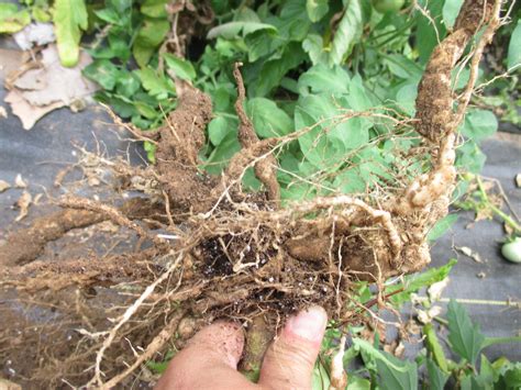 Control Root-knot Nematode in High Tunnels | Purdue University Vegetable Crops Hotline