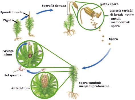 Reproduksi Tumbuhan Paku dan Lumut | Mikirbae.com