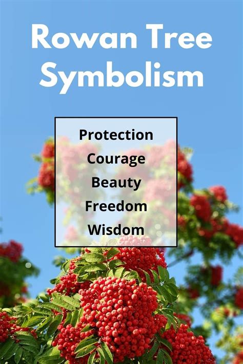 Rowan Tree Meaning and Symbolism (Protection & Freedom)