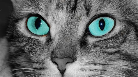 Turquoise Eyes | Cats and Kittens | Pinterest | Turquoise and Cat