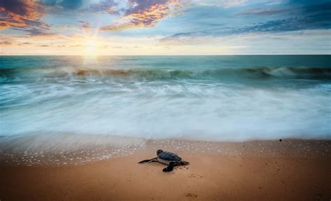 Download A Baby Sea Turtle Is Walking On The Beach At Sunset ...