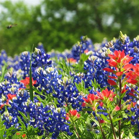 Texas Bluebonnet Seeds, Lupinus texensis | High Country Gardens