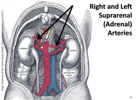 Right & left suprarenal (adrenal) arteries - The Anatomy of the ...