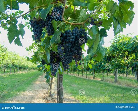 Blue grapes vineyard stock image. Image of grape, grapes - 14669829