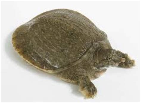 Soft Shelled Turtle Care - CHICAGO EXOTICS ANIMAL HOSPITAL