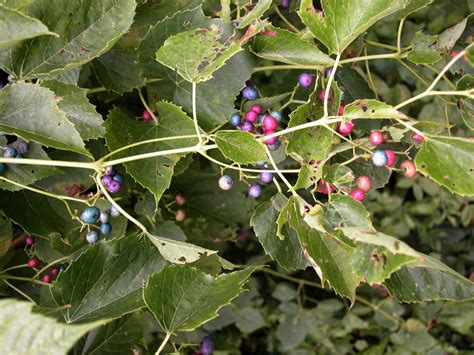 Ampelopsis cordata (Vitaceae) image 1004 at PhytoImages.siu.edu