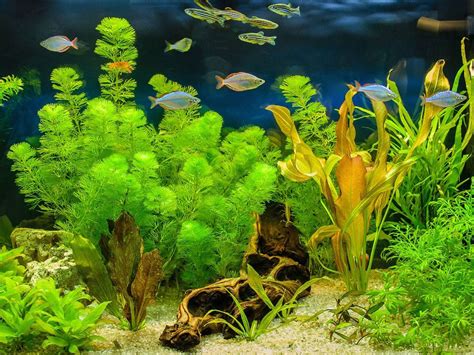 Growing Aquarium Plants - How To Grow Aquarium Plants