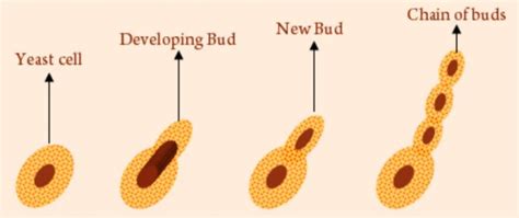 Budding, Fragmentation and Spore Formation - Class 7, Reproduction in Plants, Science