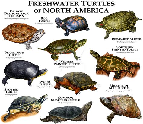 Freshwater Turtles of North America by rogerdhall on DeviantArt