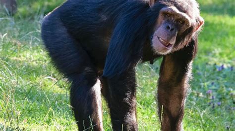 Scientists Say Apes Can Predict Human Mistakes | Mental Floss