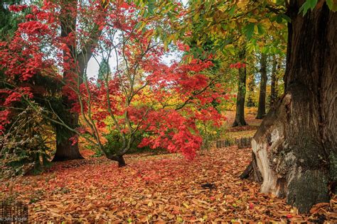 Savill Gardens Autumn Colour-2.jpg | John Wright | Flickr