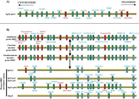 a Organisation of the 19 genes in the chromosome 9q32q34.3 paralogous ...