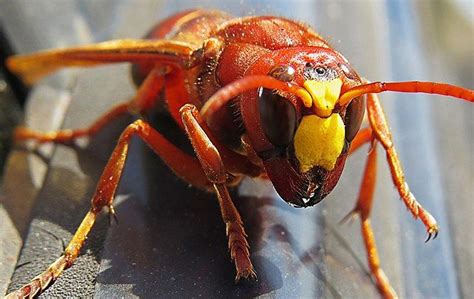 Tricks To Keep Red Paper Wasps Away From Your Hendersonville Property