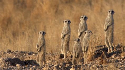 Meerkat | Characteristics, Habitat, Diet, Behavior, & Facts | Britannica