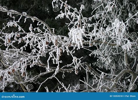 Hoarfrost on trees stock photo. Image of branches, trees - 13353518