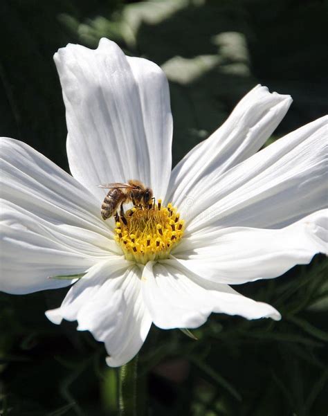 Bee pollinating flower stock image. Image of pink, wildlife - 54990717