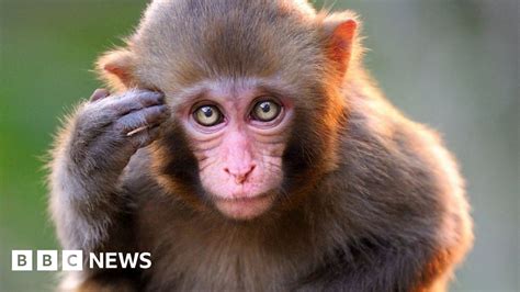 Faces recreated from monkey brain signals