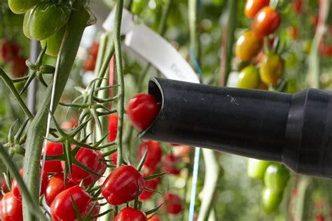 Syngenta and Four Growers, Inc. Collaborate on Robotic Tomato ...