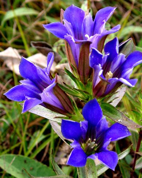 Prairie or Downy Gentian with its vivid blue-violet flowers is one of the most beautiful native ...