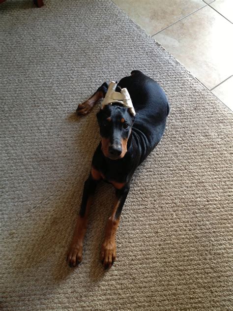 Such Good Dogs: Doberman Ears