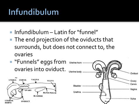 PPT - Bovine Reproductive Anatomy PowerPoint Presentation, free download - ID:467542