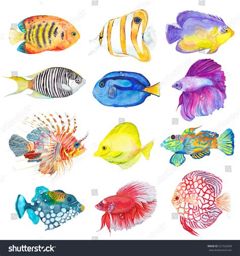 Watercolor Colorful Set Fishes Flame Angelfish Stock Illustration ...