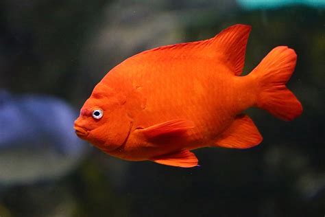 19 Garibaldi Fish Facts - Facts.net