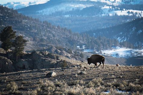 Yellowstone National Park bison | Good Nature Travel Blog