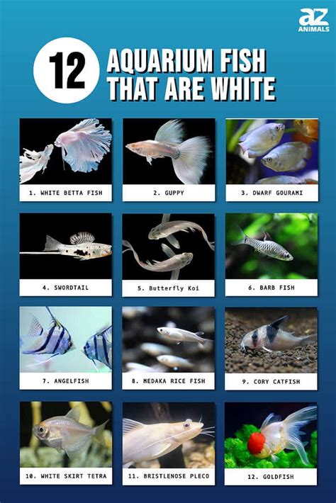 Types of White Fish: 12 Different Aquarium Fish That Are White - A-Z Animals