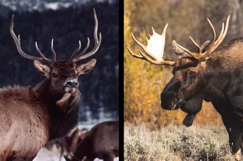 Elk vs. Deer Comparison: Size, Habitat, Meat & Main Differences