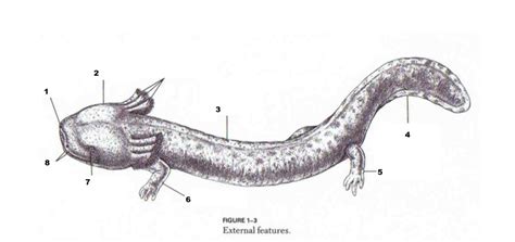 Necturus external features Diagram | Quizlet