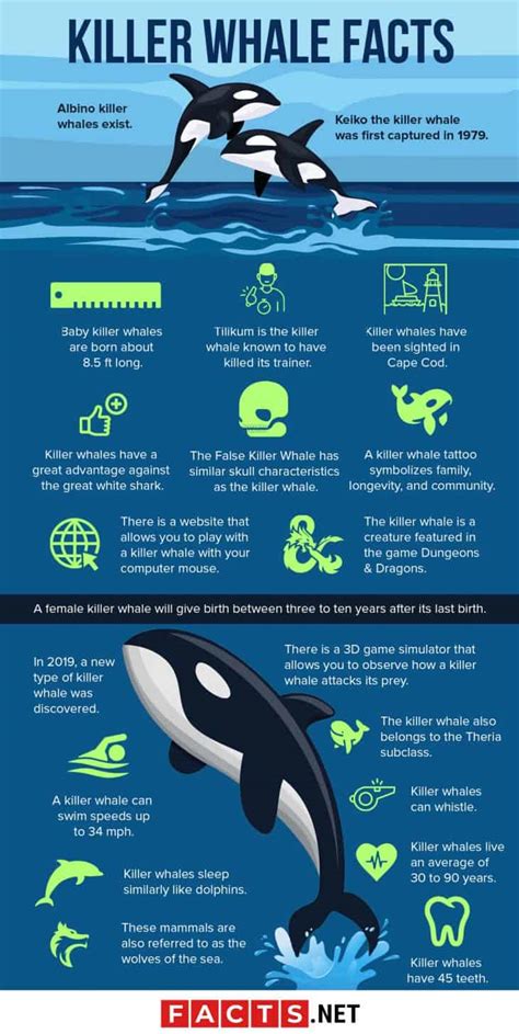 50 Killer Whale Facts That Will Blow Your Mind | Facts.net