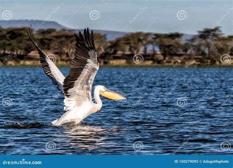 Pelican Taking Off for Flight on Lake Naivasha Stock Photo - Image of bird, lake: 150279092