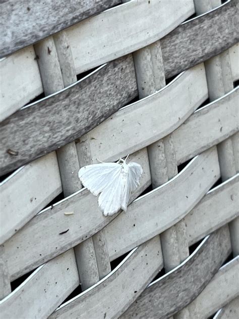 White moth : r/butterfly