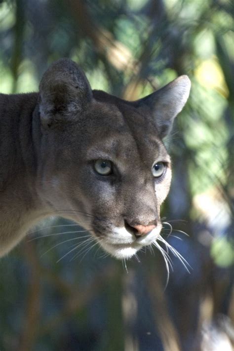 Where Will Wildlife Go in Saturated South Florida? | Weather.com