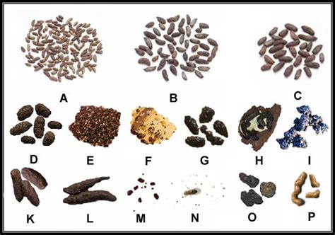 Poop Identification Chart | What Do Droppings Look Like