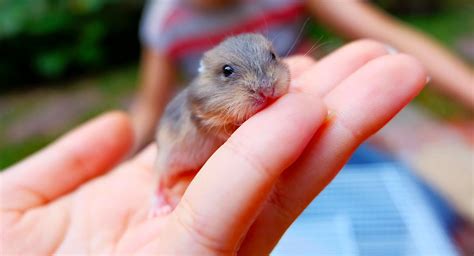 Baby Hamsters - A Guide To Baby Hamster Care And Development