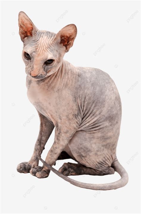 Young Don Sphynx Eye, Donsphinx, Fangs, Grey PNG Transparent Image and ...