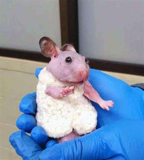 Silky the Hairless Hamster Gets a Tiny Sweater - Oregon Humane Society