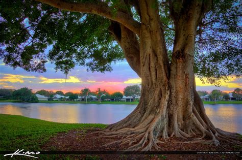 banyan tree | Royal Stock Photo